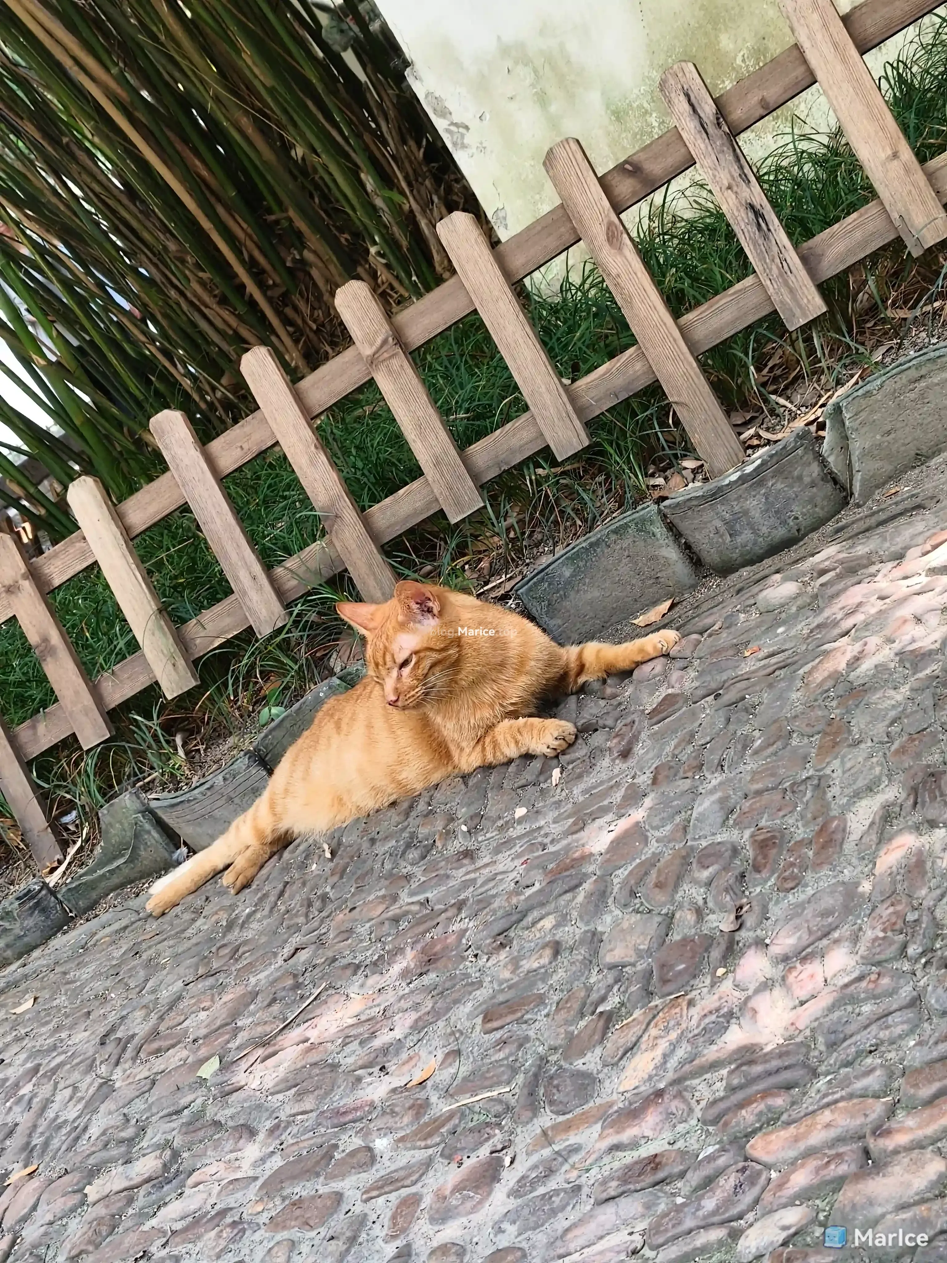 10%-西园寺的猫猫.webp
